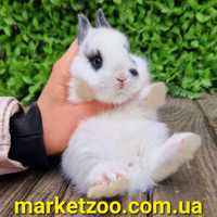 Міні кролик Нідерландський дівчинка чорно-біла
