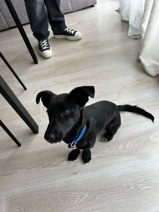 cão porte pequeno para adoção