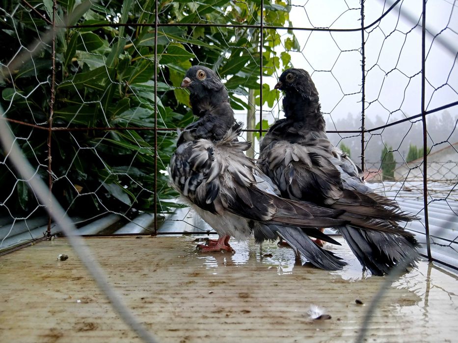Pombos chorreras para venda
