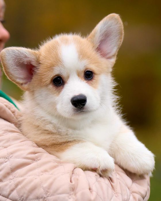 Чудова дівчинка Коргі Пемброк