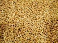 Пшениця 4 грн/кг
