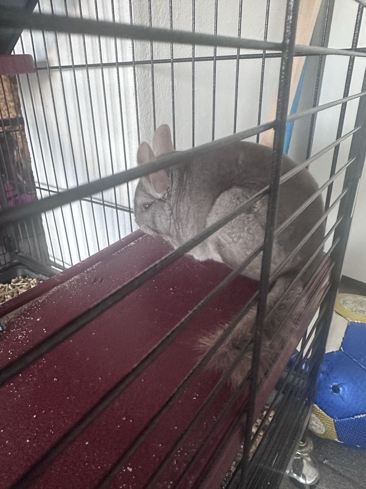 Gaiola chinchila + acessorios e chinchila