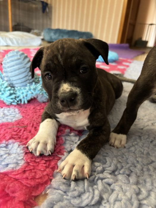 Amstaff American Staffordshire Terrier ZKwP / FCI