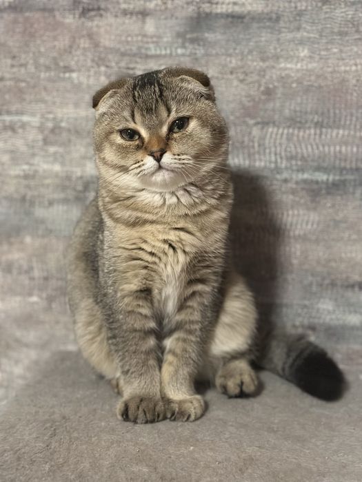 Висловухий 5 місячний дуже милий котик