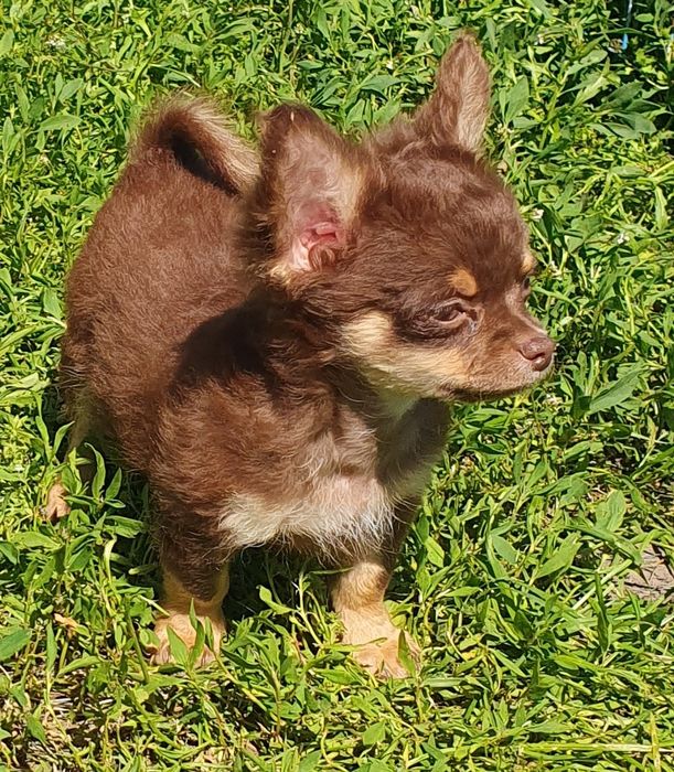 Чихуахуа шоколадно подпалые длинношерстные