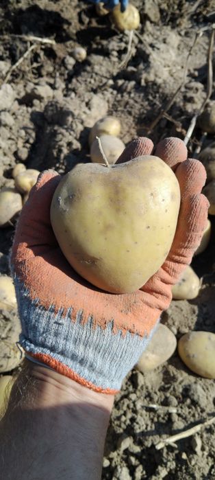 Ziemniaki z uprawy ekologicznej