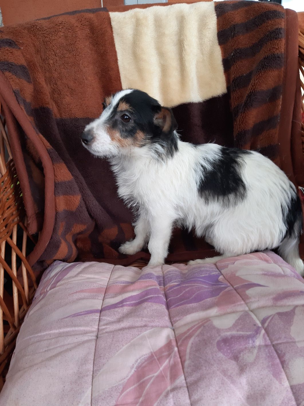 Jack Russell terrier sunia