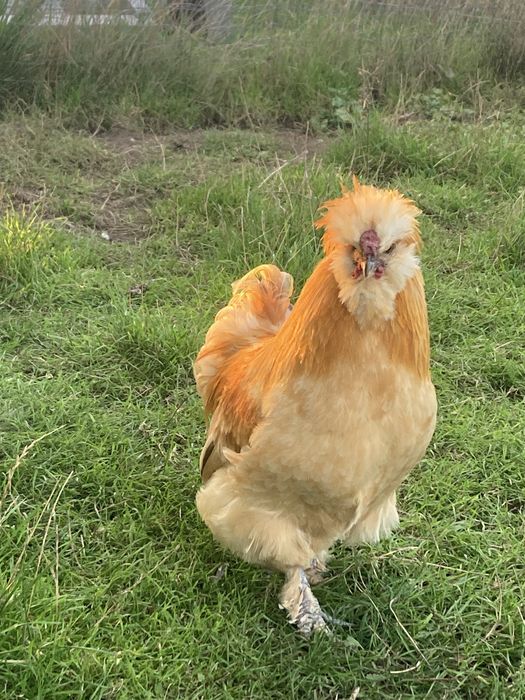 Kury koguty pary Ayam camani hamburgi