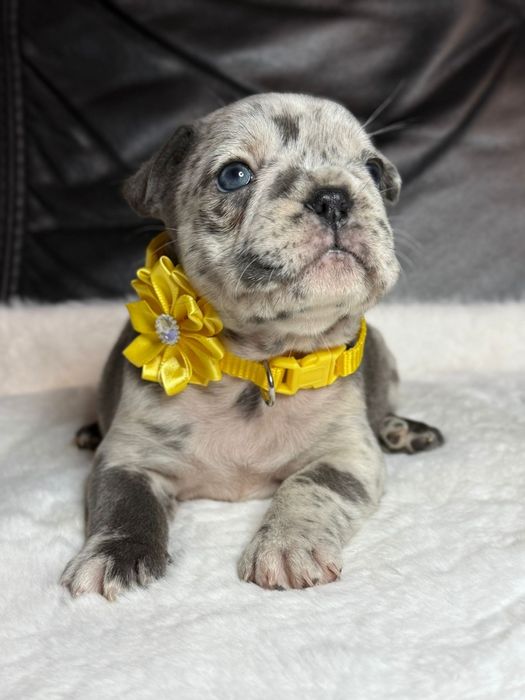 Suczka Buldog Francuski