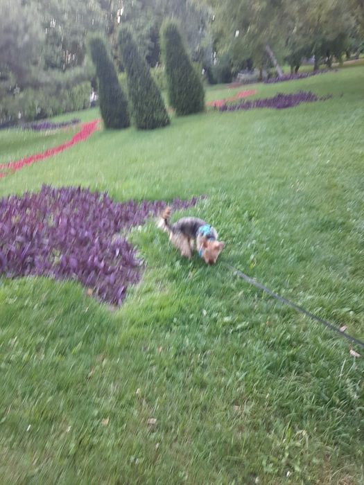 хлопчик Йорк шукає дівчинку