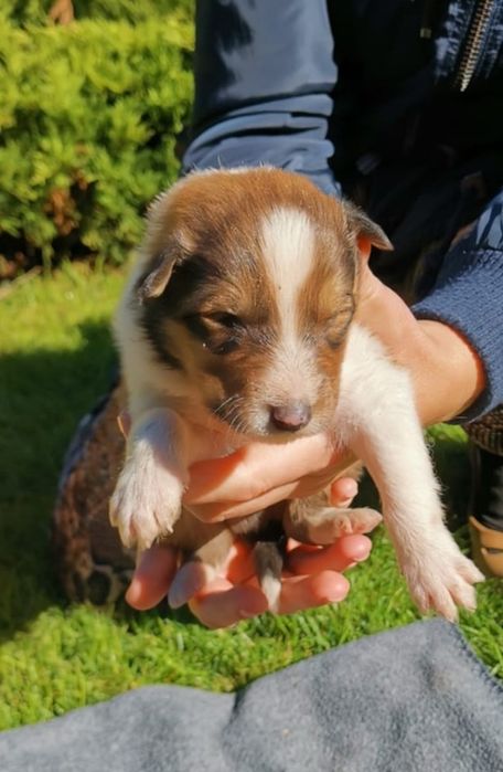 Owczarek szkocki Collie długowłosy