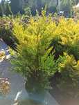 Thuya Ocidentallis