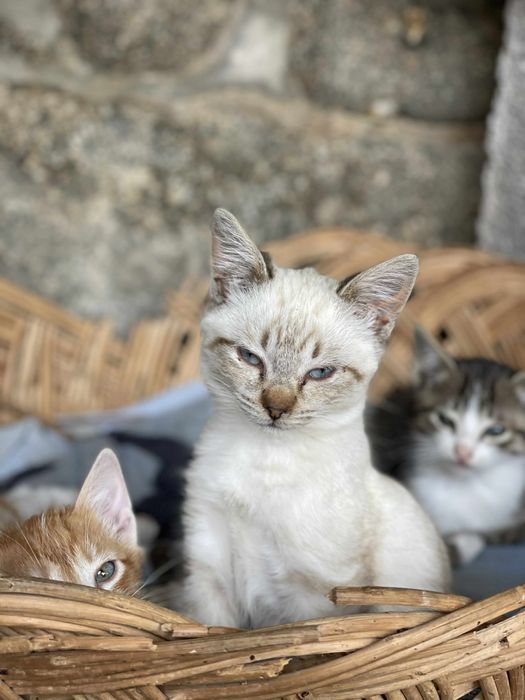 Gatinhos para adoçao responsavel