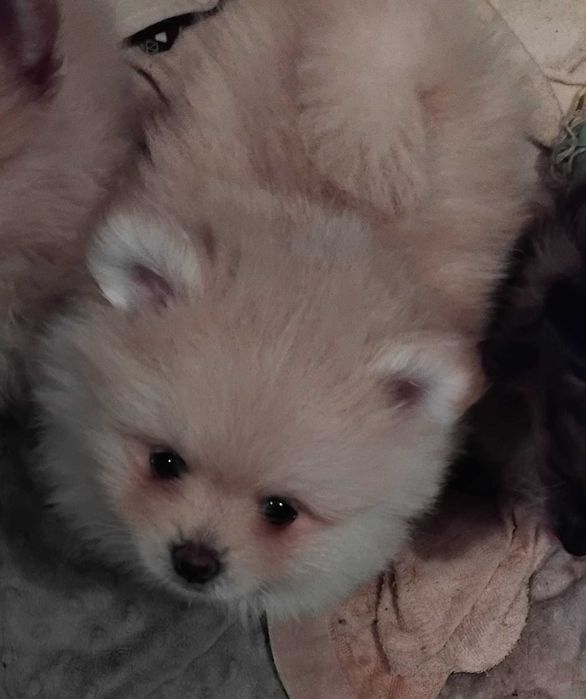 Szpic miniaturowy Pomeranian