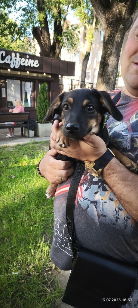 Віддам цуценя в добрі ручки