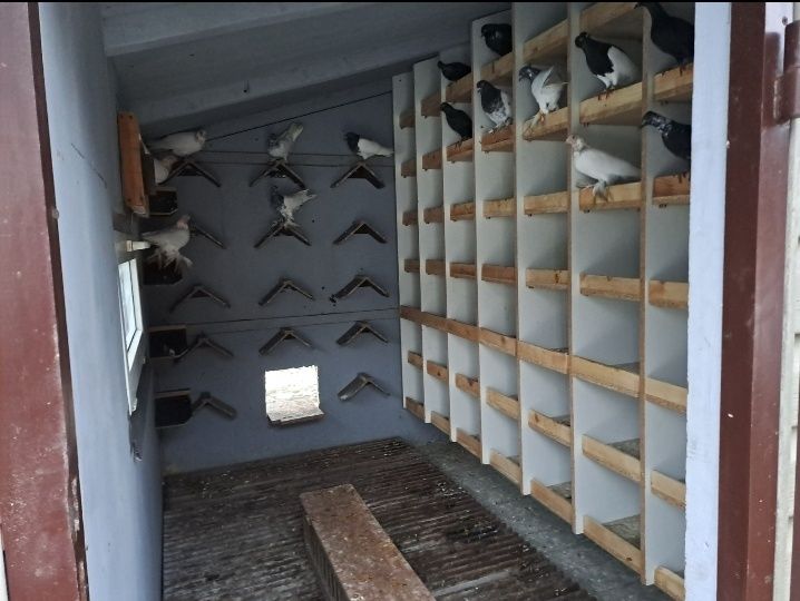 Sprzedam klatkę na gołębie (gołębnik)