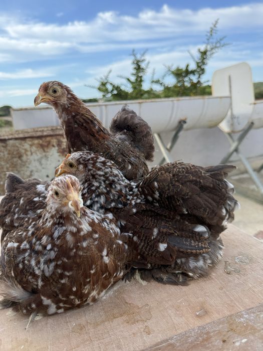 Casais Pekin 2025