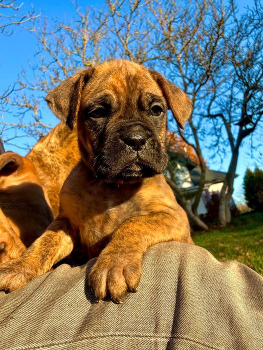 Urocze szczeniaki rasy bokser
