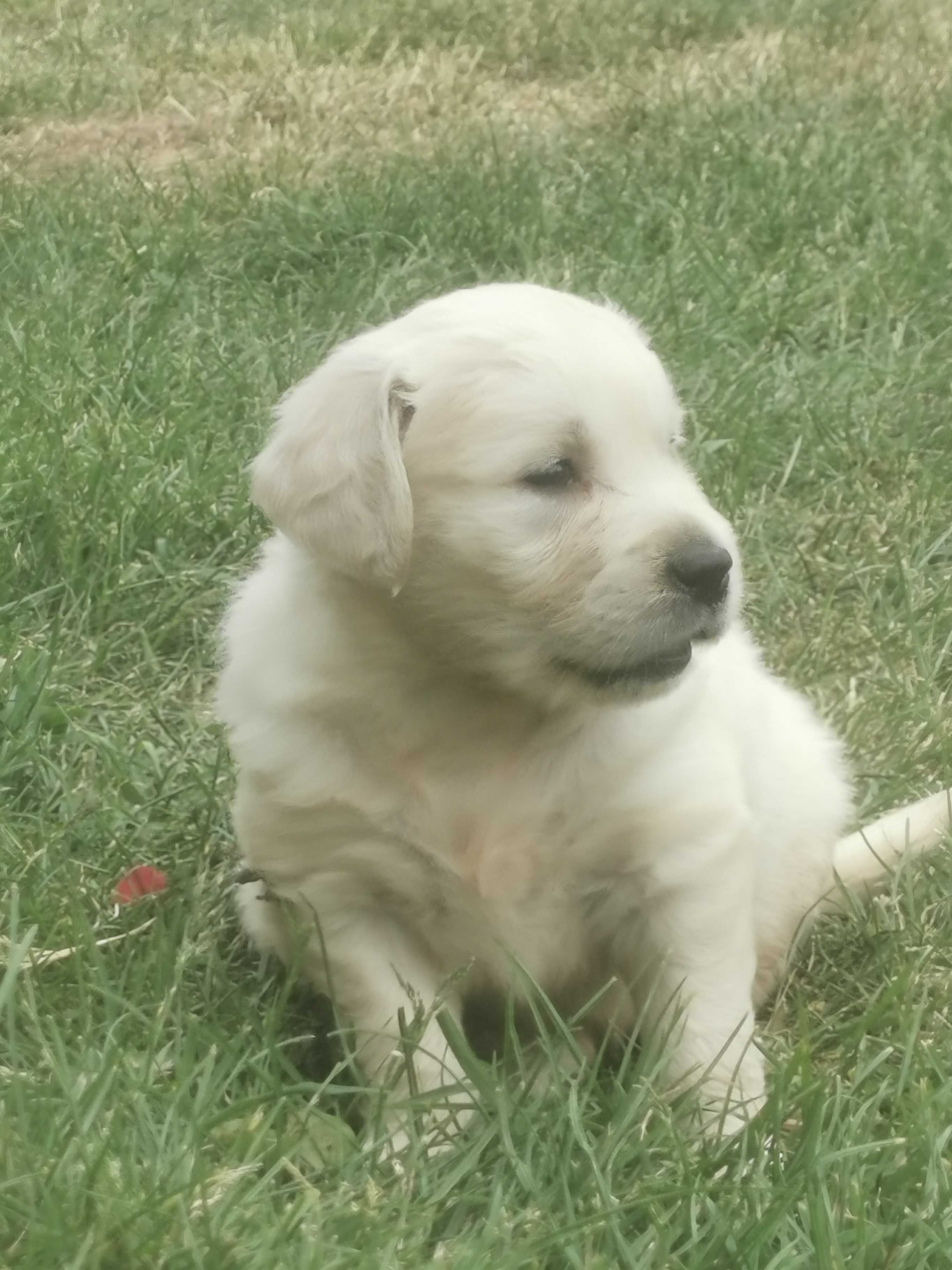 Golden retriever piesek