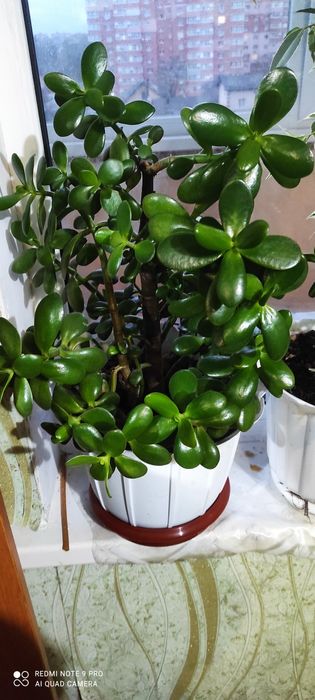 Денежное дерево или красула