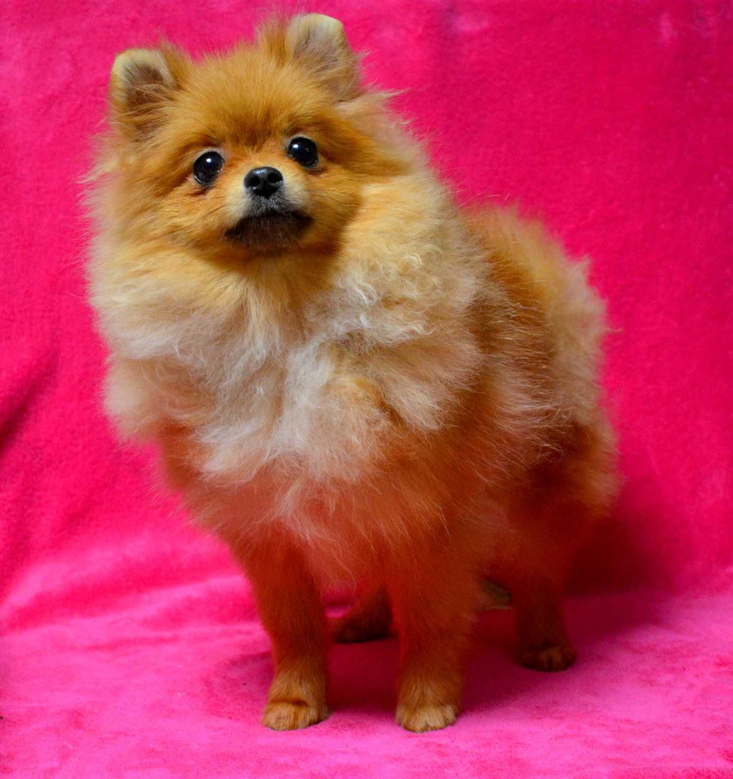 Szpic miniaturowy Pomeranian suczka