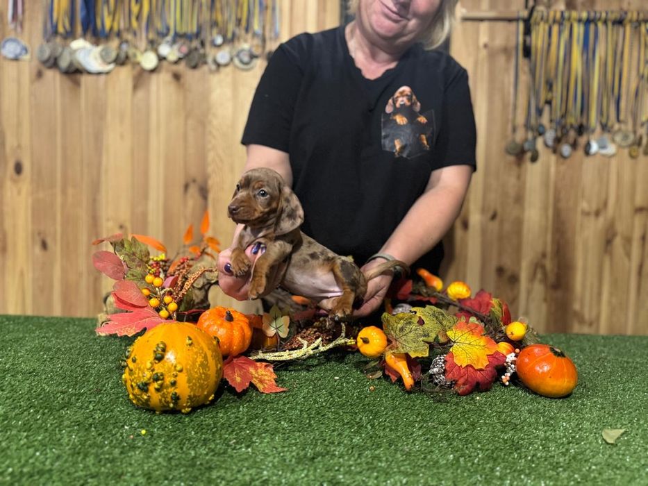 Jamnik króliczy suczka FCI