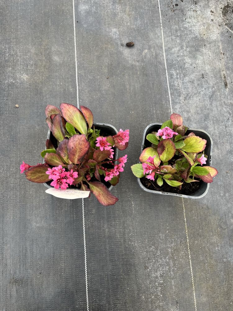 Bergenia sercolistna ‚Flirt’