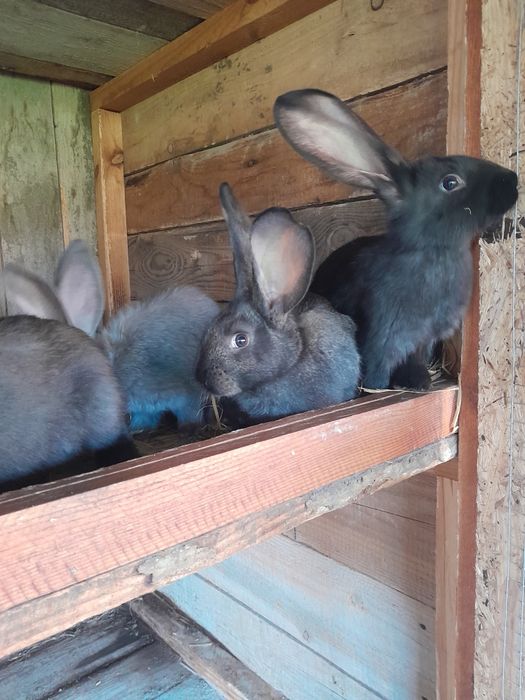 Króliki czarne niebieskie żelaziste