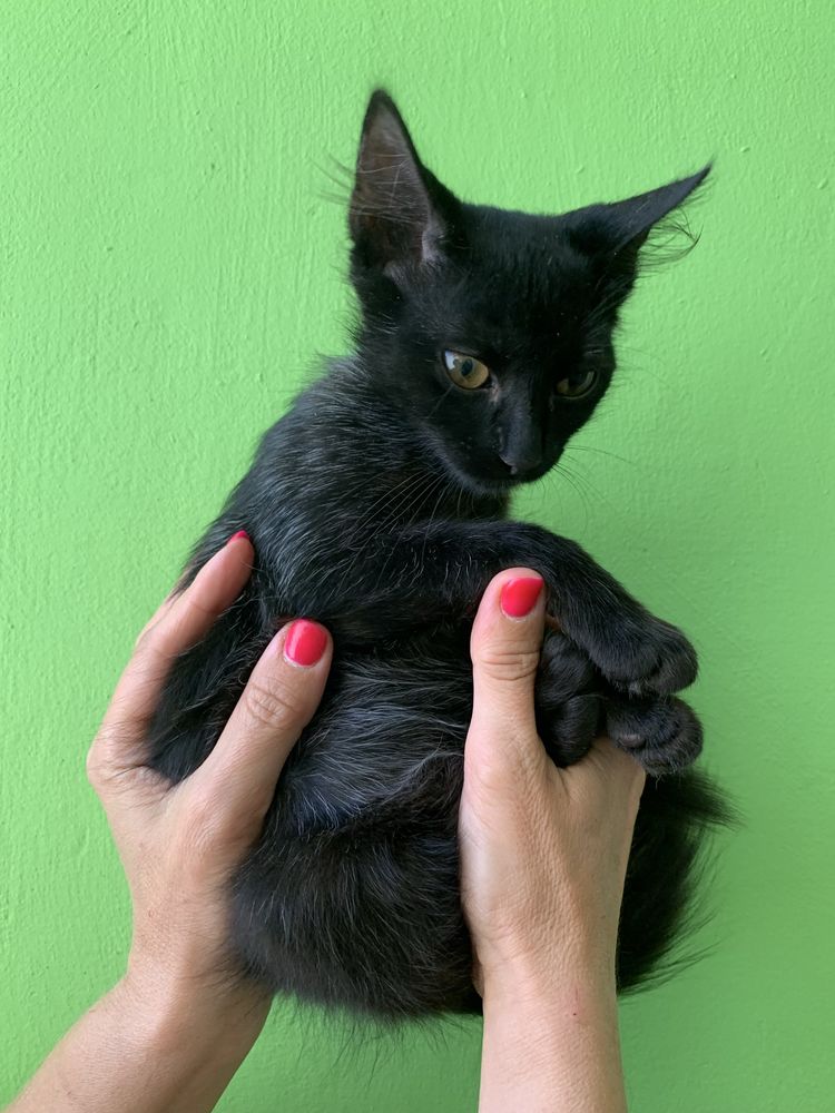 Котенок, девочка, 3,5 месяца, бесплатно