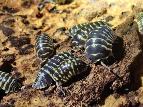 Armadillidium maculatum yellow Isopody/kulanki/dla początkujących