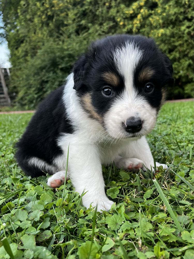 Piesek Border Collie Tricolor