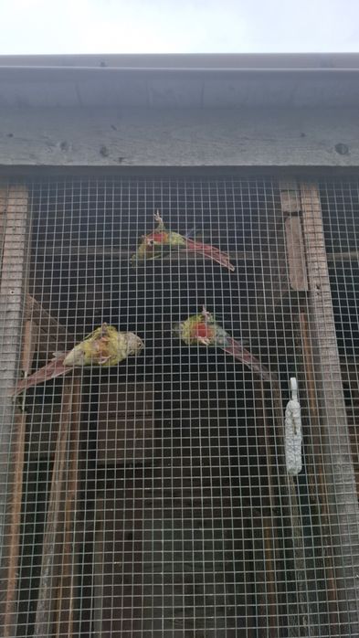 Ptaki ptaszki kolorowe