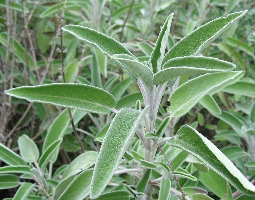Szałwia lekarska - zioła Flora Szczecin