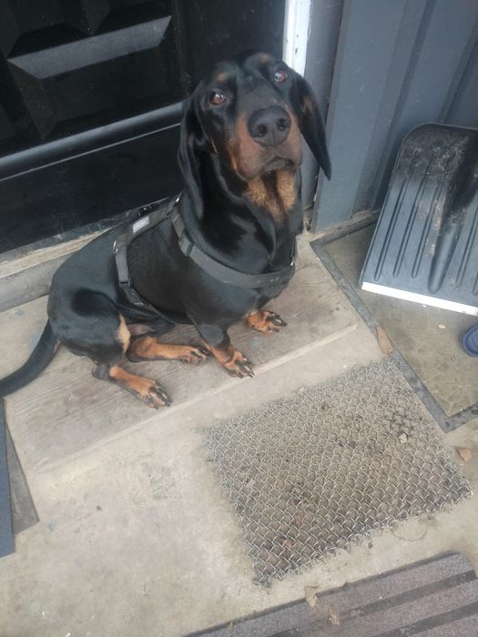 Pies do oddania w dobre rece