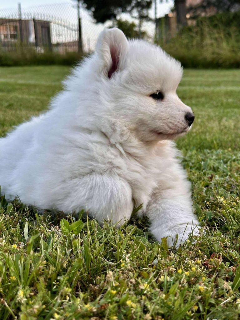 Samoyed gotowy do odbioru z rodowodem