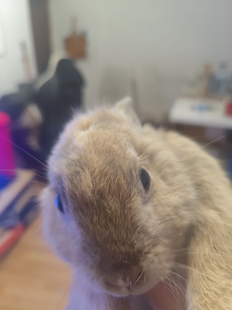 Tenho coelhos anões para vender