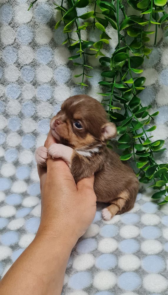 Estupenda menina Chihuahua/Chiuaua de Qualidade. Linhagem Russa