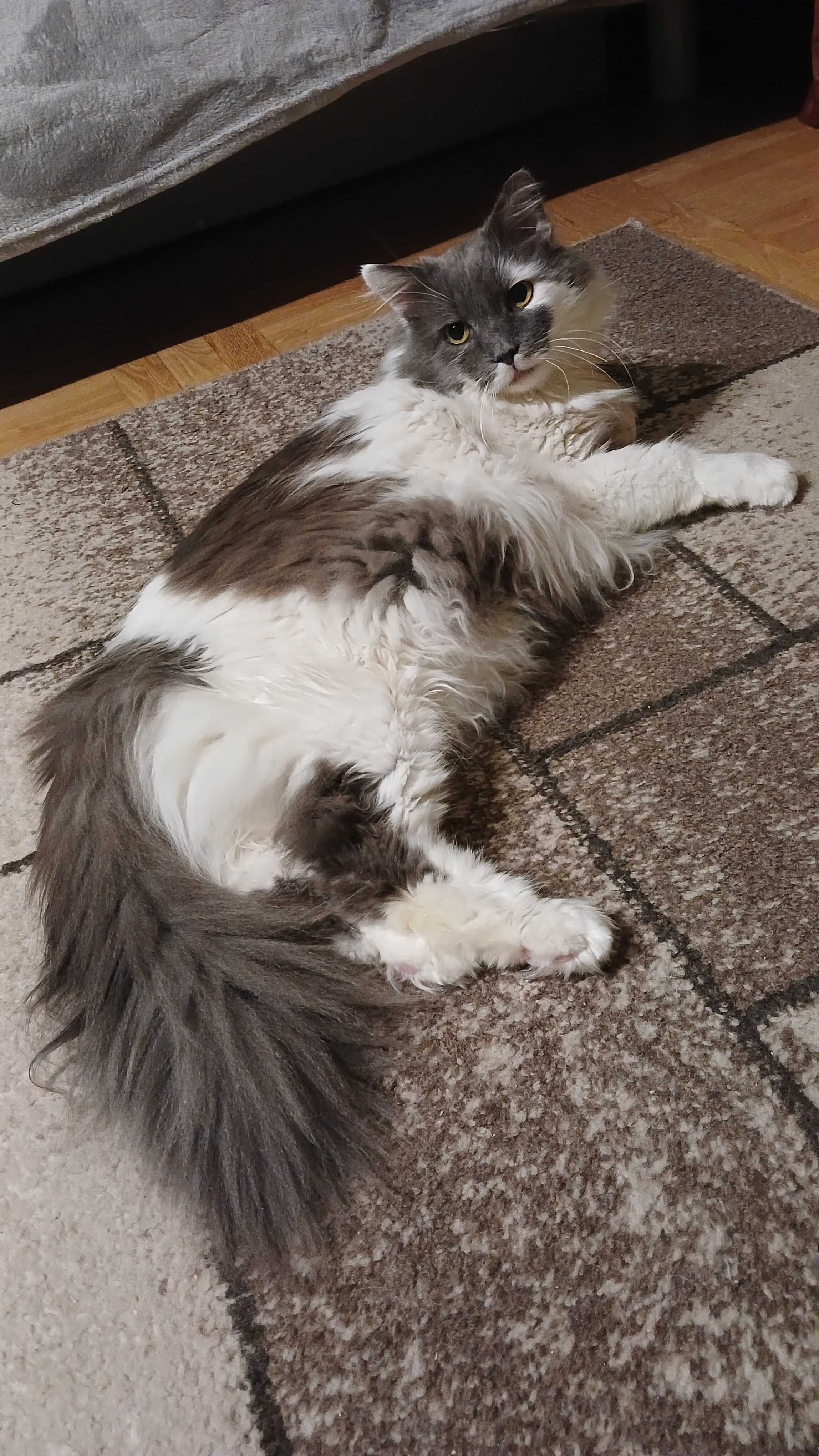 Puchaty kotek Murchyk szuka domu, 6 lat