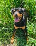 Adocao responsavel Rottweiler femea