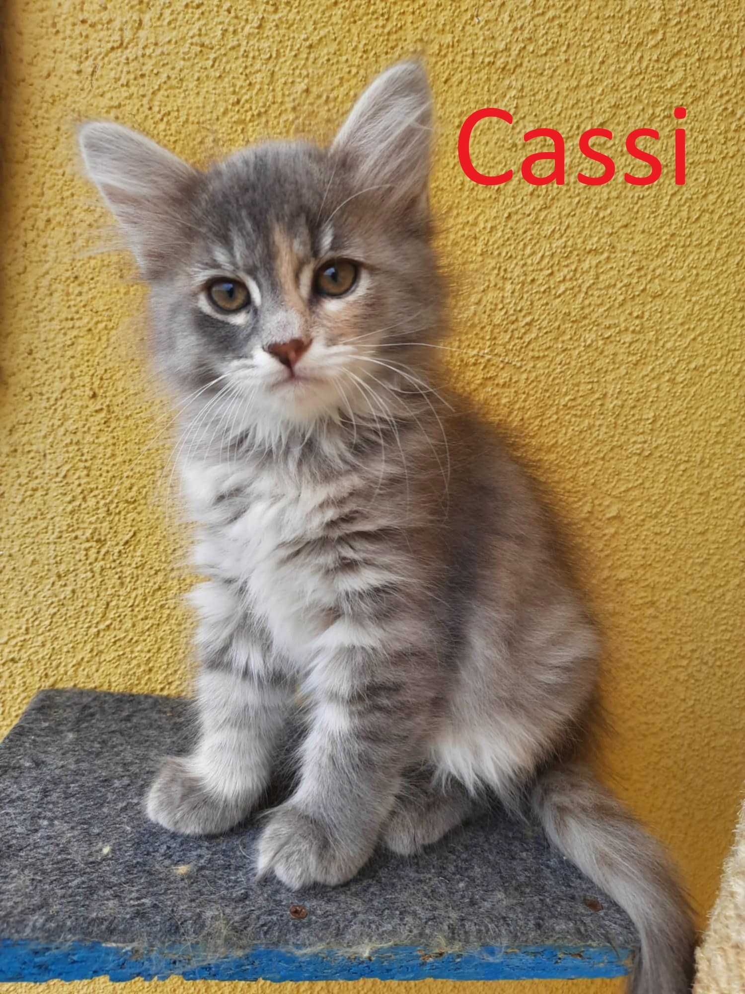Kociak kotka syberyjska z rodowodem - Cassi