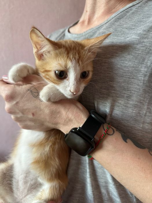 Риже котеня 4 місяці