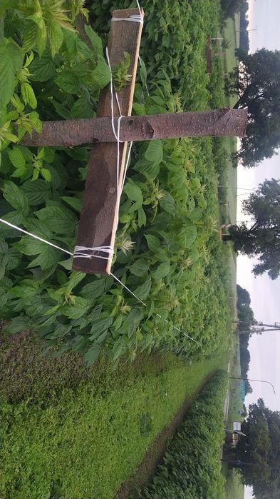 Sadzonki maliny jesiennej polana Octavia letnia