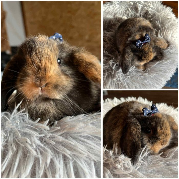 Króliczki Mini Lopki