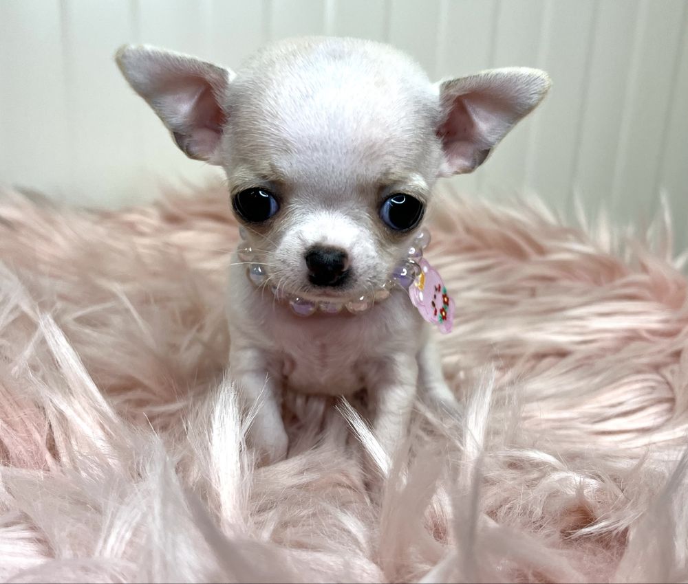Chihuahua Femea Pequenina