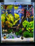Akwarium 30l piekne