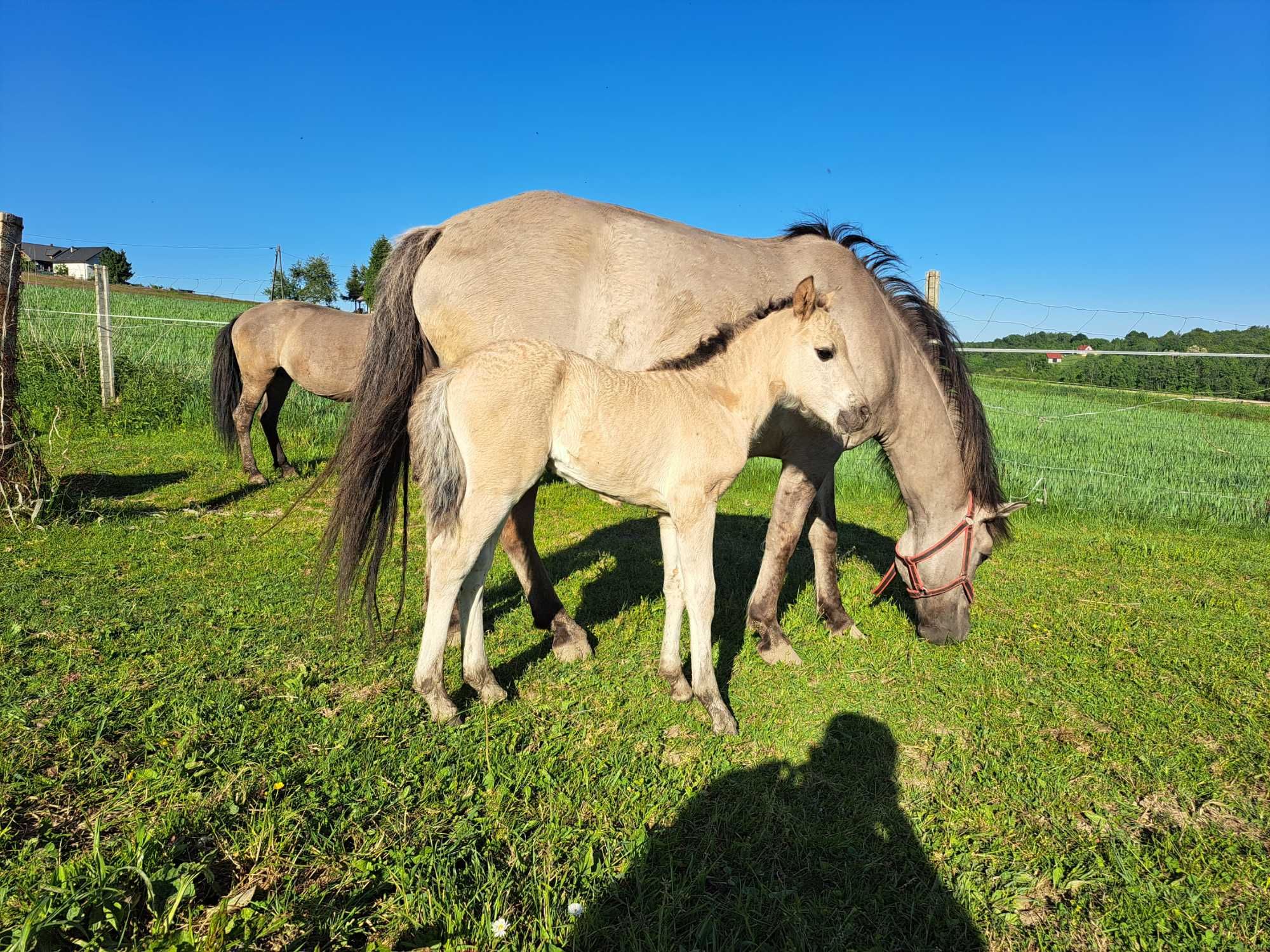 Konik polski klaczki