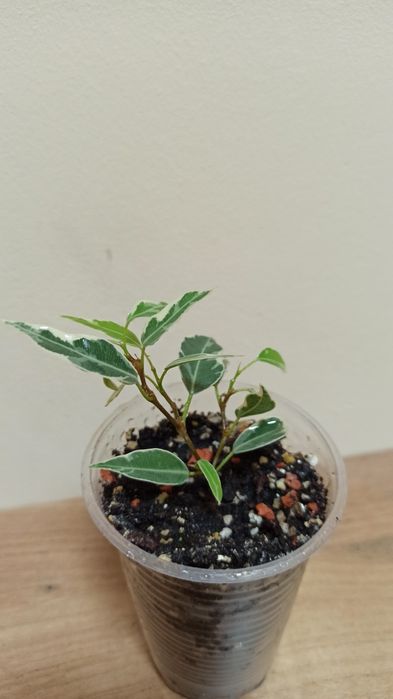 Фикус Пикси.Укоренённые черенки фикуса Пикси.