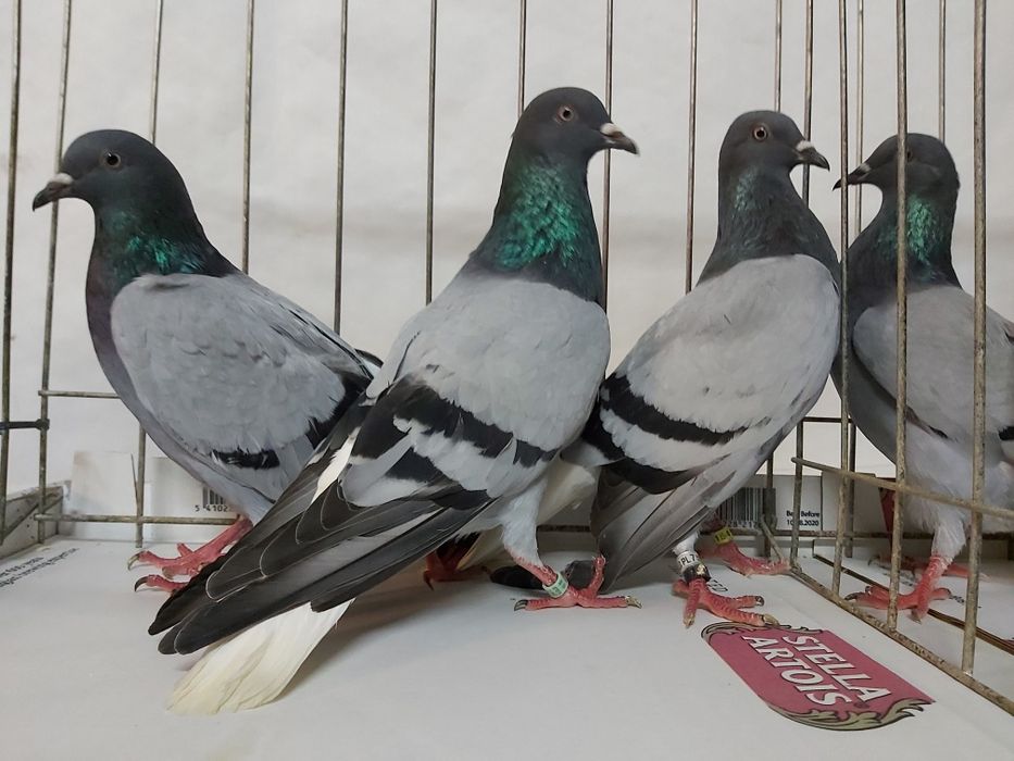 Gołębie Wyszfance Siwe