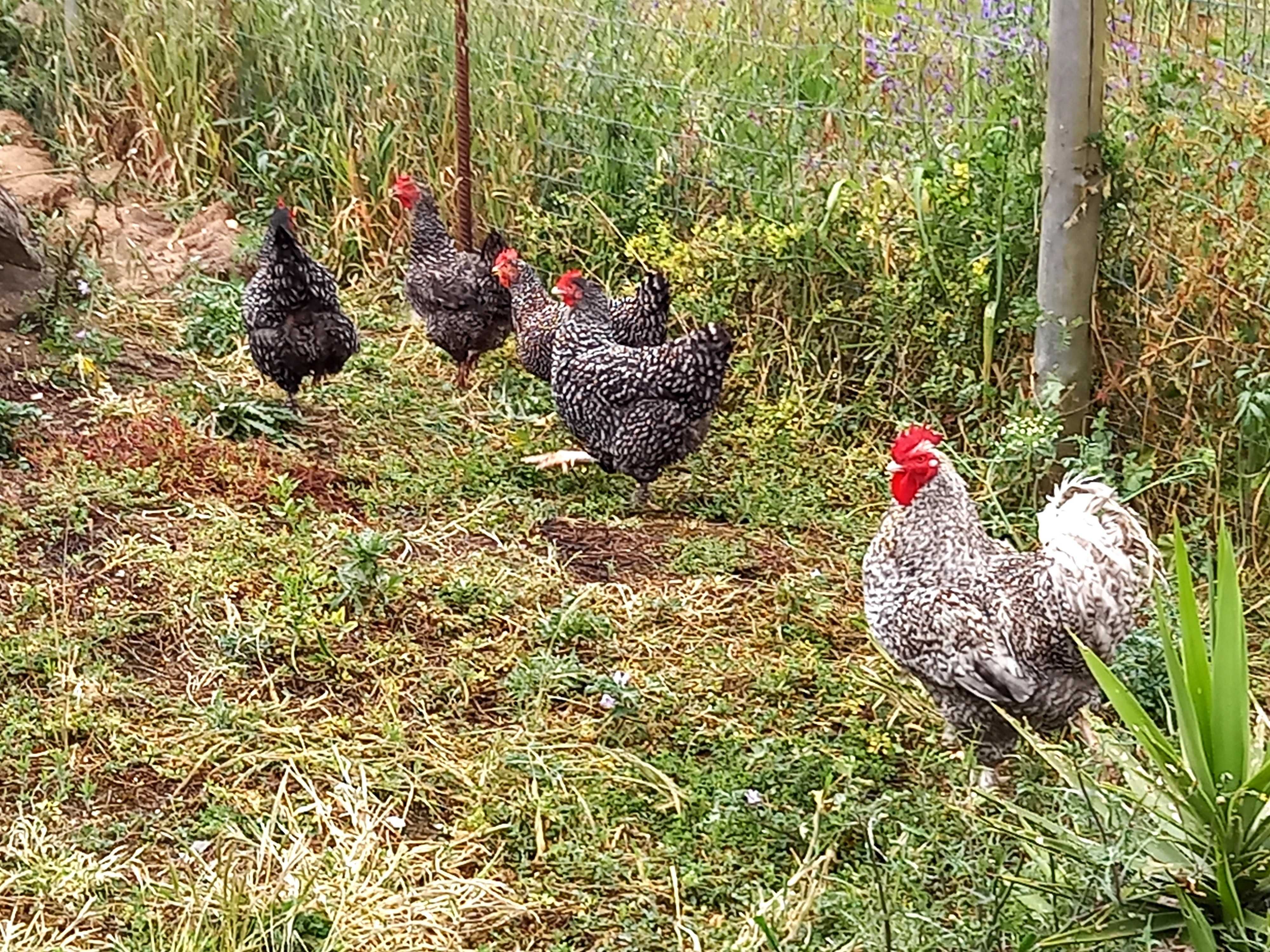 Ovos galados Galinhas Maline para dispensar Montemor o velho