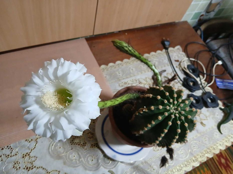 Продам 2 кактуса в горшке
